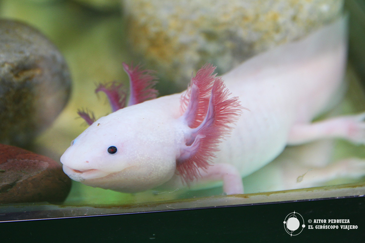 Axolote en el museo de Axolotitlán, en el que también se pueden probar las cervezas de Monstruo de Agua